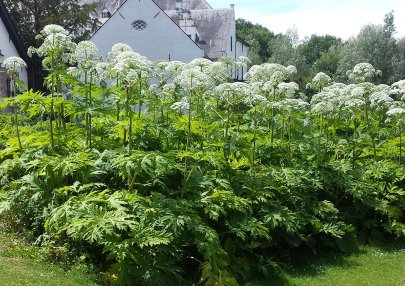 meta image Reuzenberenklauw_405x286.jpg